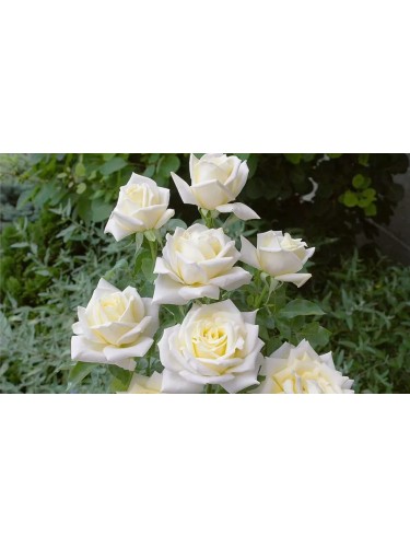 Rosa rampicante bianca...