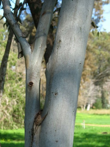 Eucalipto "Eucalyptus x...