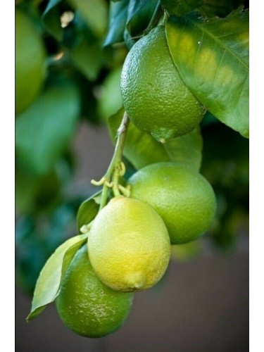 Lime "Citrus aurantifolia"...