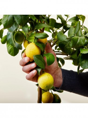 Limone lunario "Citrus...