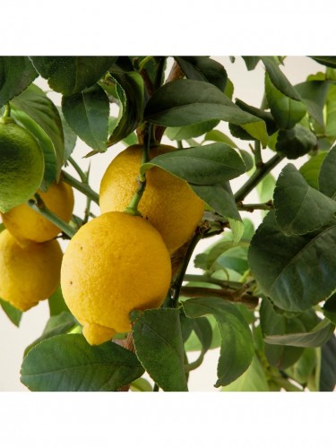 Limone lunario "Citrus...