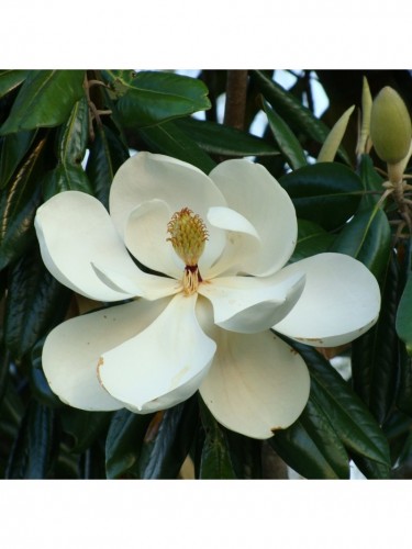 Magnolia grandiflora...