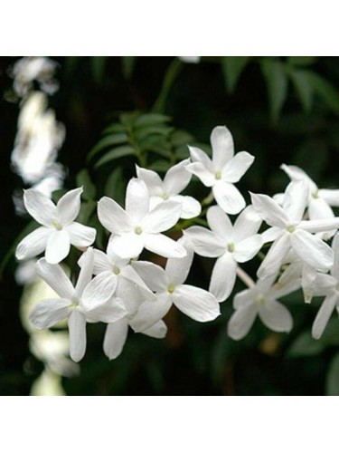 Gelsomino bianco "Jasminum...