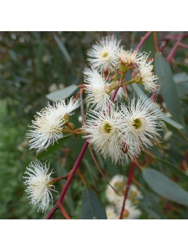 Eucalipto rosso "Eucalyptus...