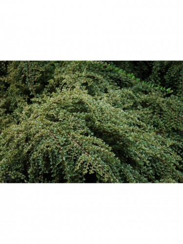 Cotognastro "Cotoneaster "...