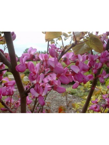 Cercis siliquastrum "Albero...