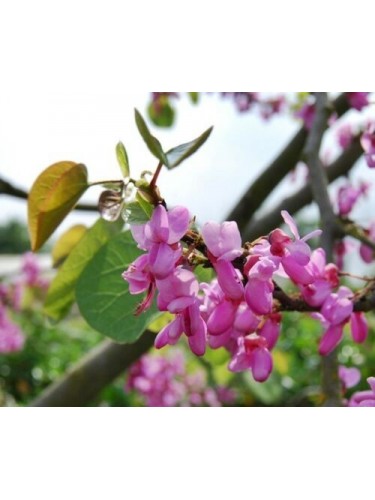 Cercis siliquastrum "Albero...