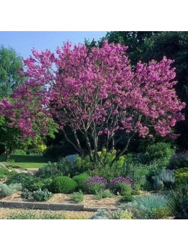 Cercis siliquastrum "Albero...