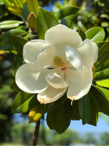 Magnolia grandiflora...