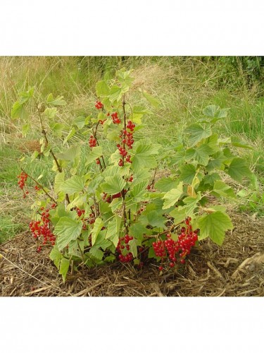 Ribes rosso "Ribes rubrum"...