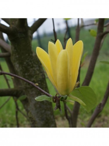 Magnolia gialla x...