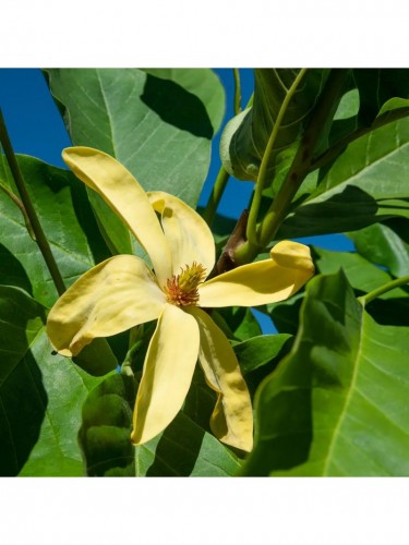 Magnolia gialla "Magnolia...