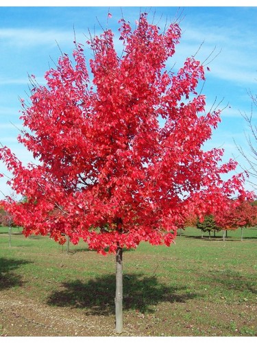 Acero Rosso "Acer rubrum"...