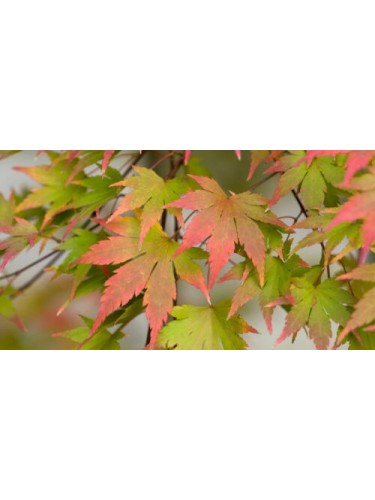 Acero rosso giapponese"Acer...