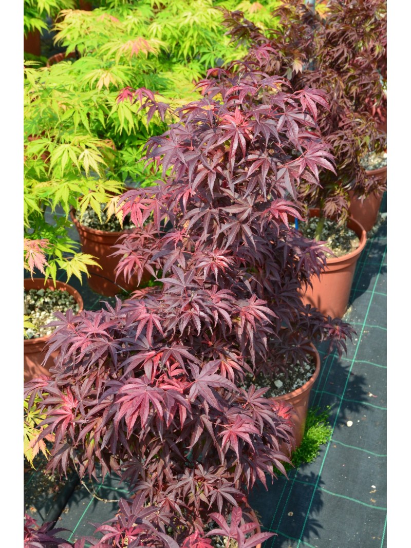 Acero Rosso Giapponese Shaina - Pianta Vera In Vaso ø18cm Da Vivaio Di Castelletto - Foto 1