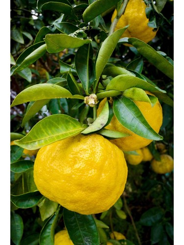 Yuzu "Citrus junos" pianta...
