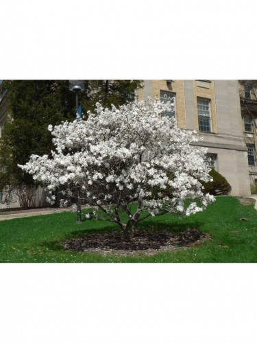Magnolia stellata pianta in...