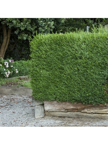 Bosso "Buxus microphylla...