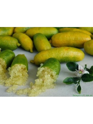 Limone Caviale "Citrus...