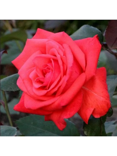 Rosa Grandiflora pianta di...