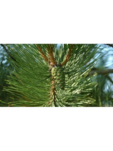 Pino nero "Pinus nigra"...