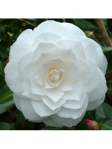 Camelia bianca "Camellia...