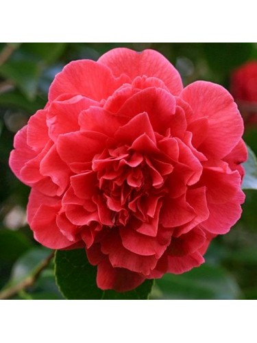 Camelia rossa "Camellia...