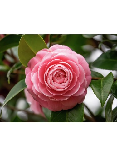 Camelia rosa "Camellia...