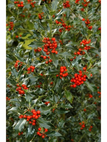 Agrifoglio "Ilex...