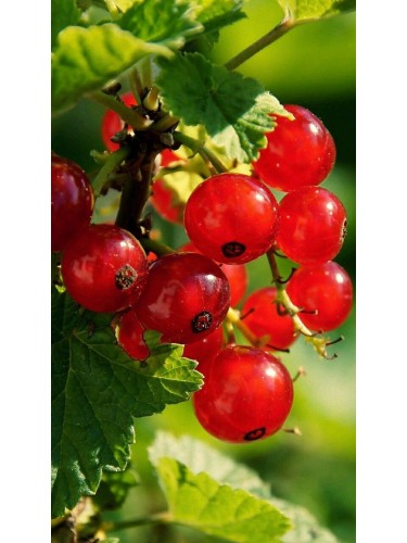 Ribes rosso "Ribes rubrum...