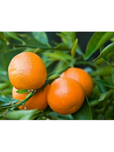Mandarino clementino...