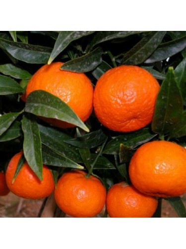 Mandarino clementino...