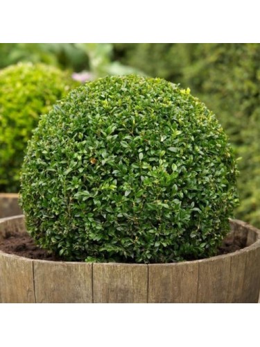 Bosso "Buxus sempervirens"...
