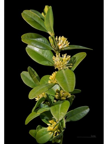 Bosso "Buxus sempervirens"...