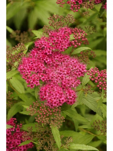 Spiraea japonica "Dart's...