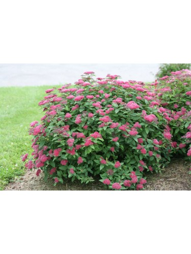 Spiraea japonica "Dart's...