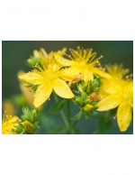 Iperico "Hypericum hidcote"...