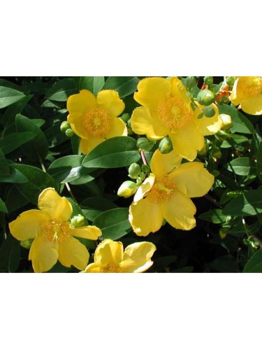 Iperico "Hypericum hidcote"...