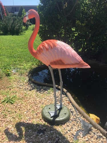 Fenicottero flamingo...