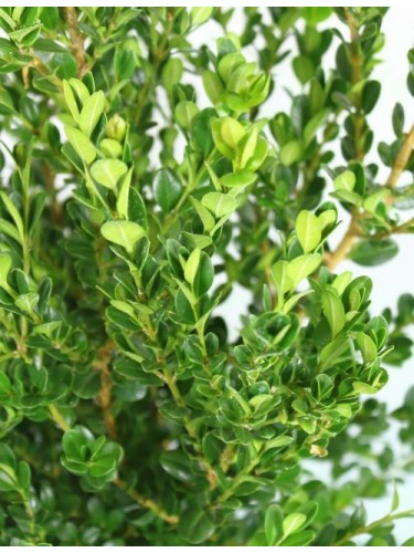 Bosso comune "Buxus...