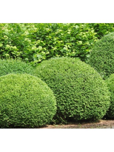 Bosso comune "Buxus...