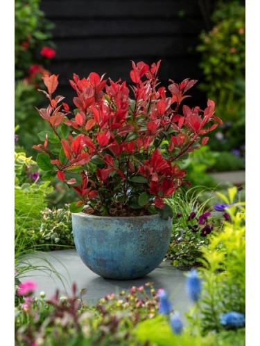 Photinia x fraseri "Little...