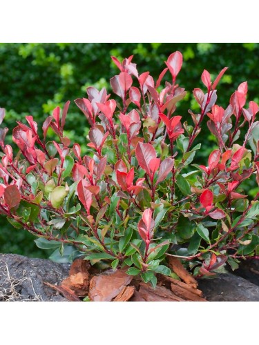 Photinia x fraseri "Little...