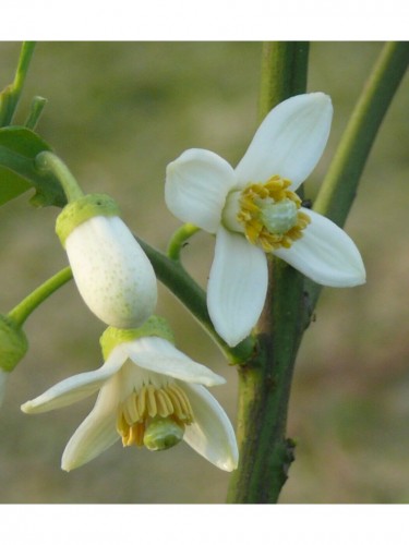 Pomelo Pummelo "Citrus...