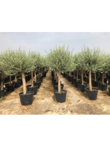 Ulivo olivo "Olea europea"...