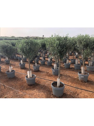 Ulivo olivo "Olea europea"...