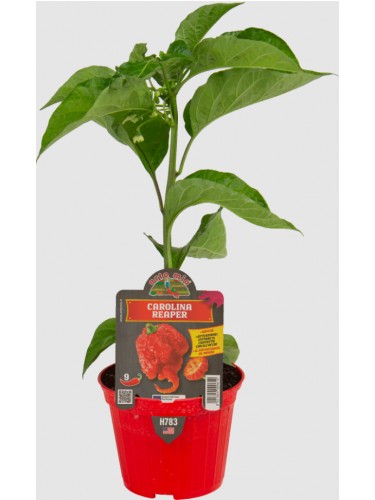 Peperoncino piccante pianta in vaso ø10 cm Varietà a scelta
