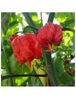 Peperoncino piccante pianta in vaso ø10 cm Varietà a scelta