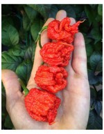 Peperoncino piccante pianta in vaso ø10 cm Varietà a scelta