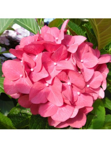 Ortensia "Hydrangea...